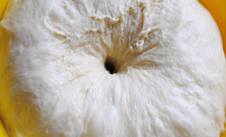 高筋面粉一般发酵多长时间,高筋面粉一般发酵多长时间好图11