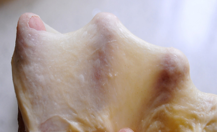 高筋面粉一般发酵多长时间,高筋面粉一般发酵多长时间好图7