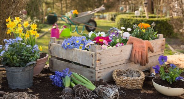 新鲜的玉竹怎么挑选,玉竹价格2022最新价格图4