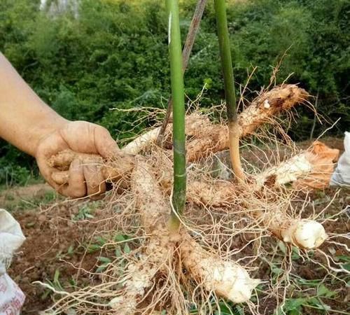 文玩玉竹怎么挑选好坏