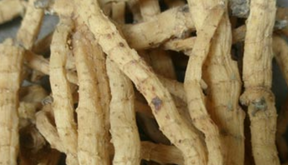 新鲜的玉竹怎么挑选,玉竹价格2022最新价格图9