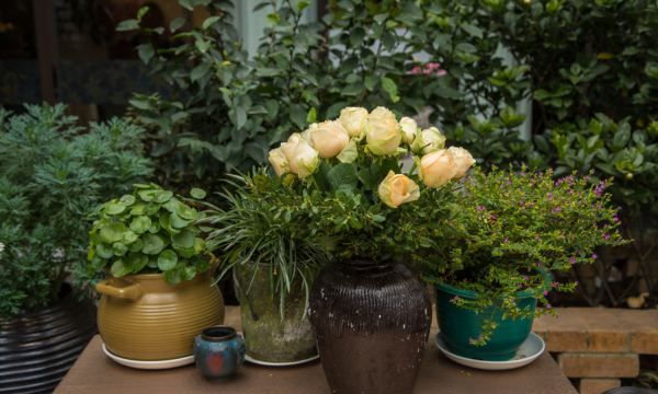 新鲜的玉竹怎么挑选,玉竹价格2022最新价格图1