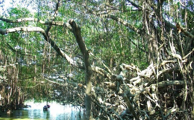大榕树为什么会成为鸟的天堂