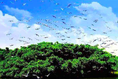 鸟的天堂榕树有多大,鸟的天堂大榕树的占地面积图3