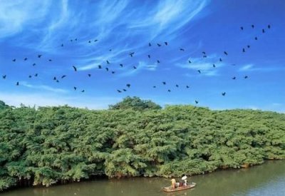 ​鸟的天堂榕树有多大,鸟的天堂大榕树的占地面积