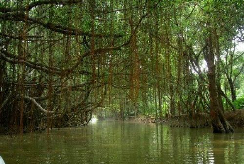巴金写的鸟的天堂中的榕树在哪