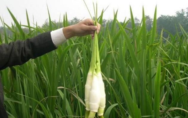 茭白是什么季节的食物