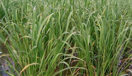 茭白是什么,茭白是什么季节的食物图2