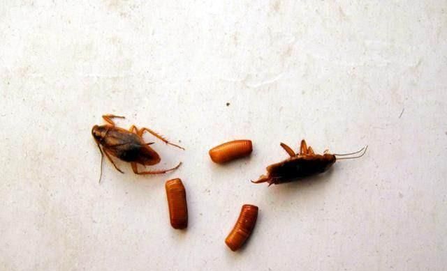 蟑螂能爬得住瓷墙吗