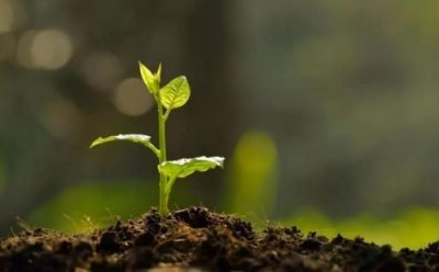 ​附近有机肥生产厂家(河北有机肥生产厂家)