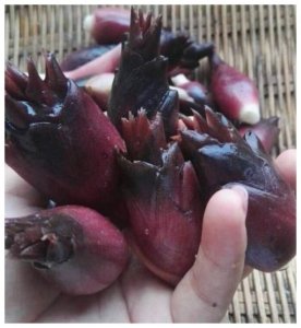 ​野生的“洋火姜”含有人体所需的营养，而且好吃的做法还不少！