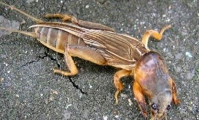 ​蝼蛄为什么不能踩死（哪怕是逮住了，也只能恭送出门）