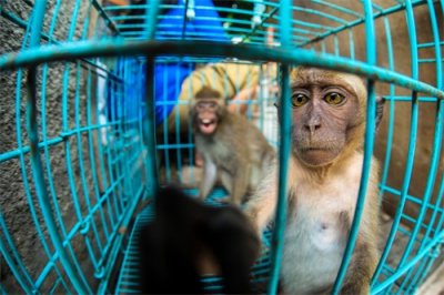 ​弱小、无助、可怜：巴厘岛的小猴子成旅游纪念品，每只仅售37块钱
